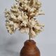 Old white coral on wooden base, branched, 20 cm