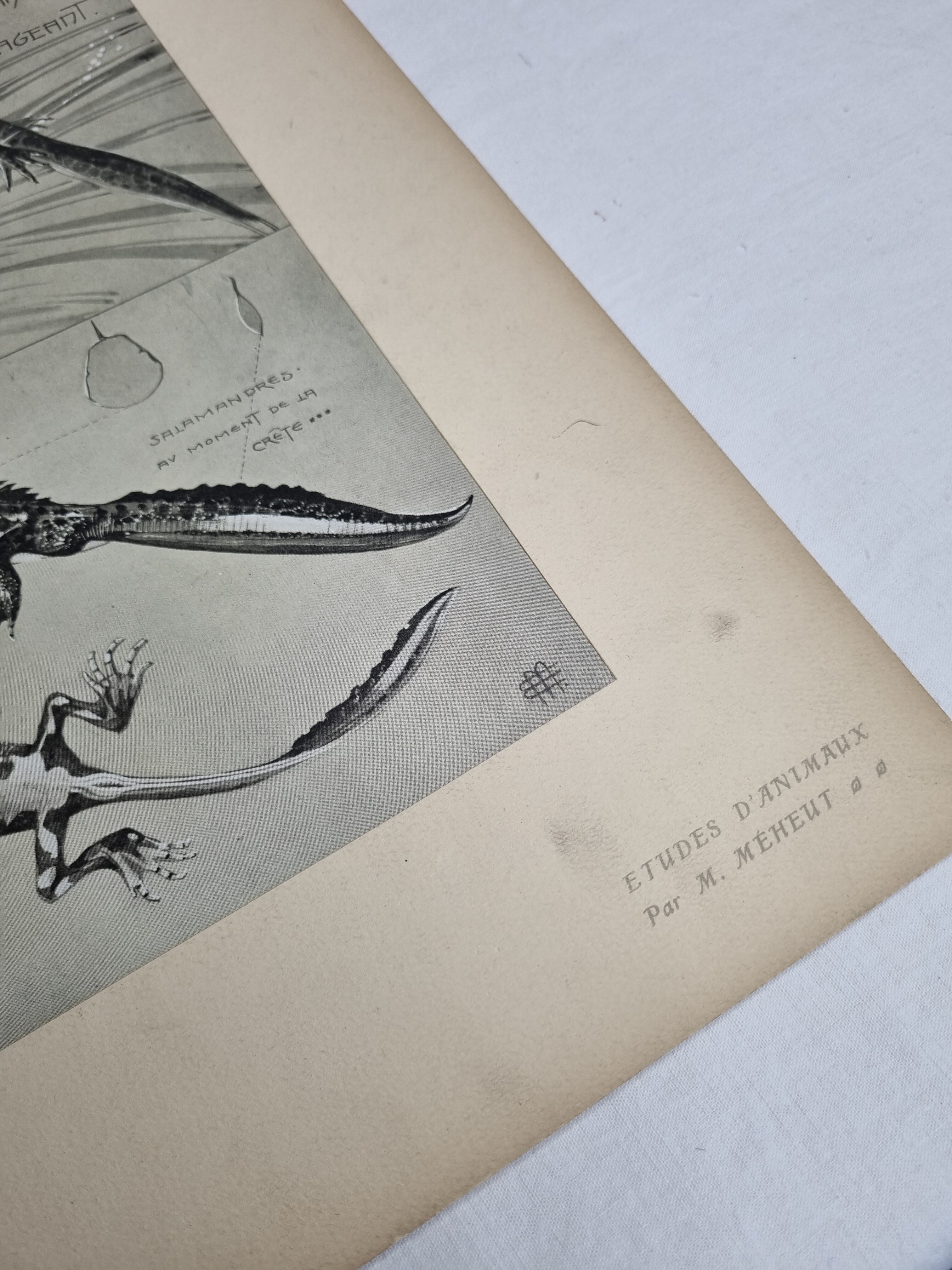 Two original plates "Etudes d'Animaux" by Mathurin Méheut, 1911
