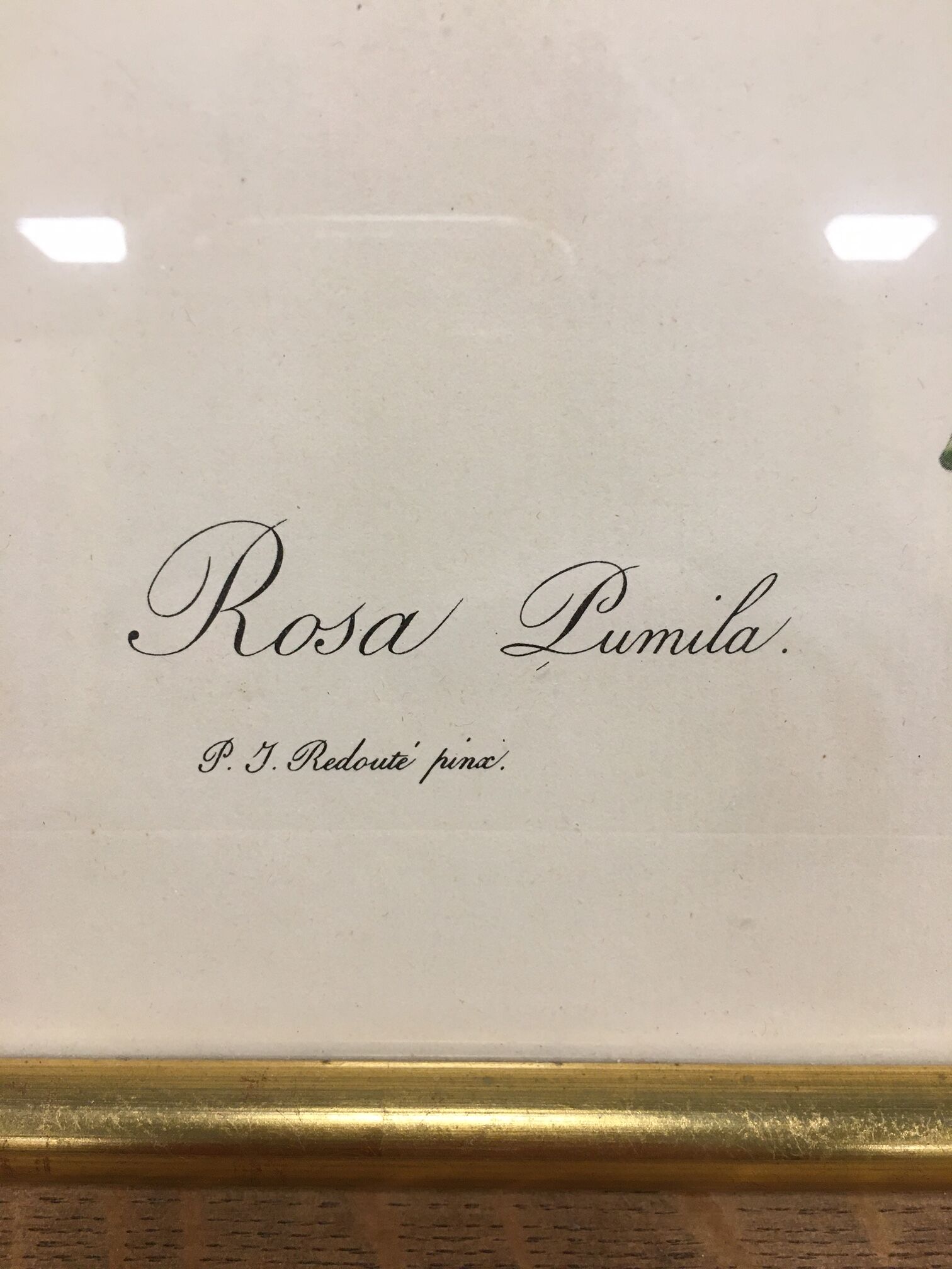 Lithographie PJ Redouté Rosier d'amour