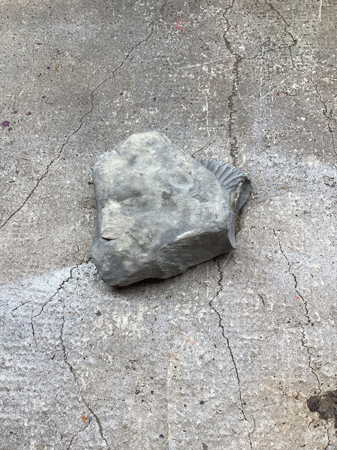 Gray ammonite fossil