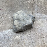 Fossile ammonite gris