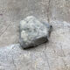 Gray ammonite fossil