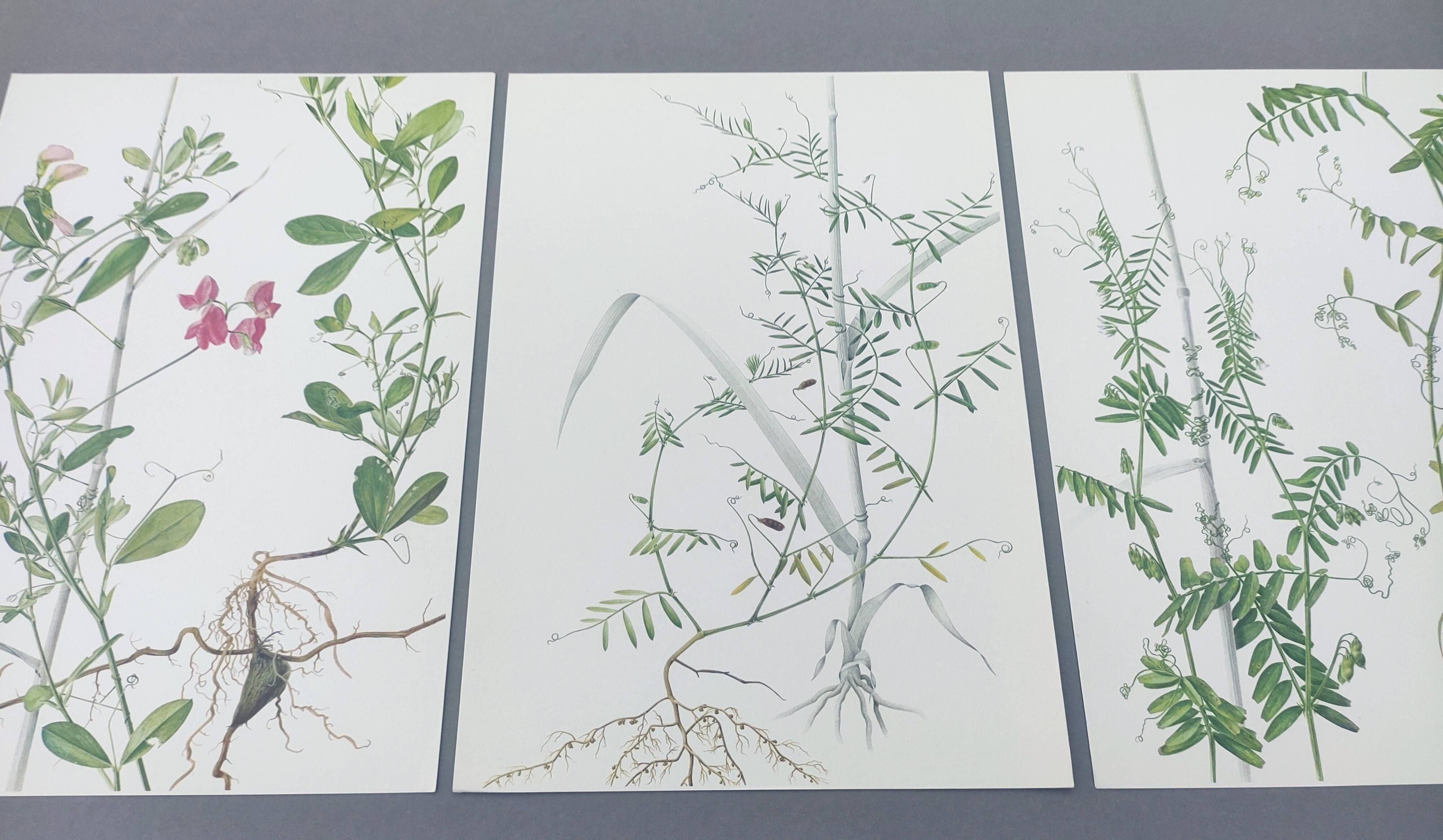 Lot of 3 vintage botanical plates from 1978 - including Tuberose pea - Natural illustration