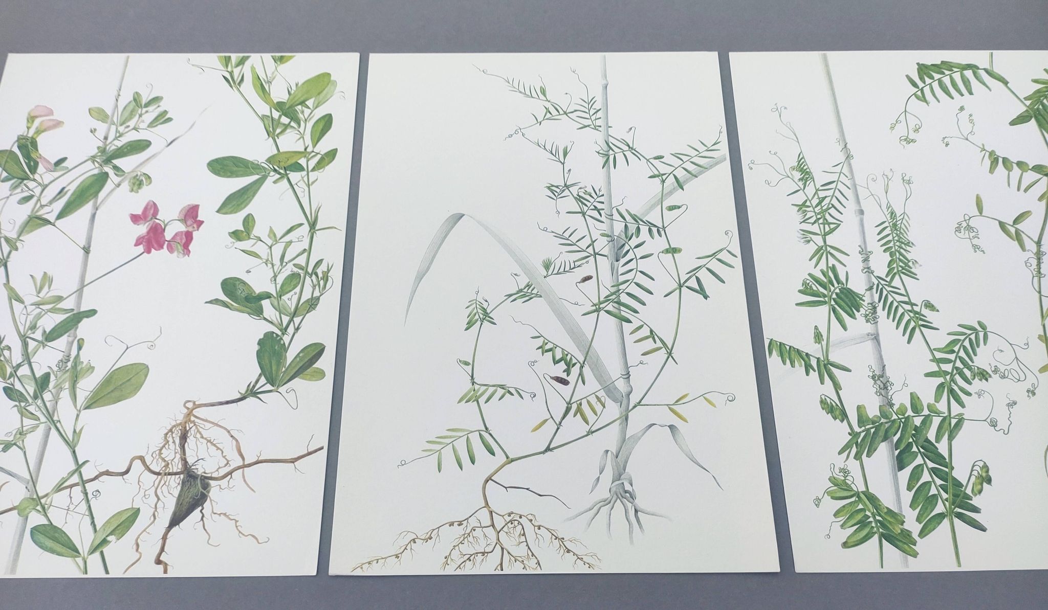 Lot of 3 vintage botanical plates from 1978 - including Tuberose pea - Natural illustration