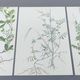 Lot of 3 vintage botanical plates from 1978 - including Tuberose pea - Natural illustration