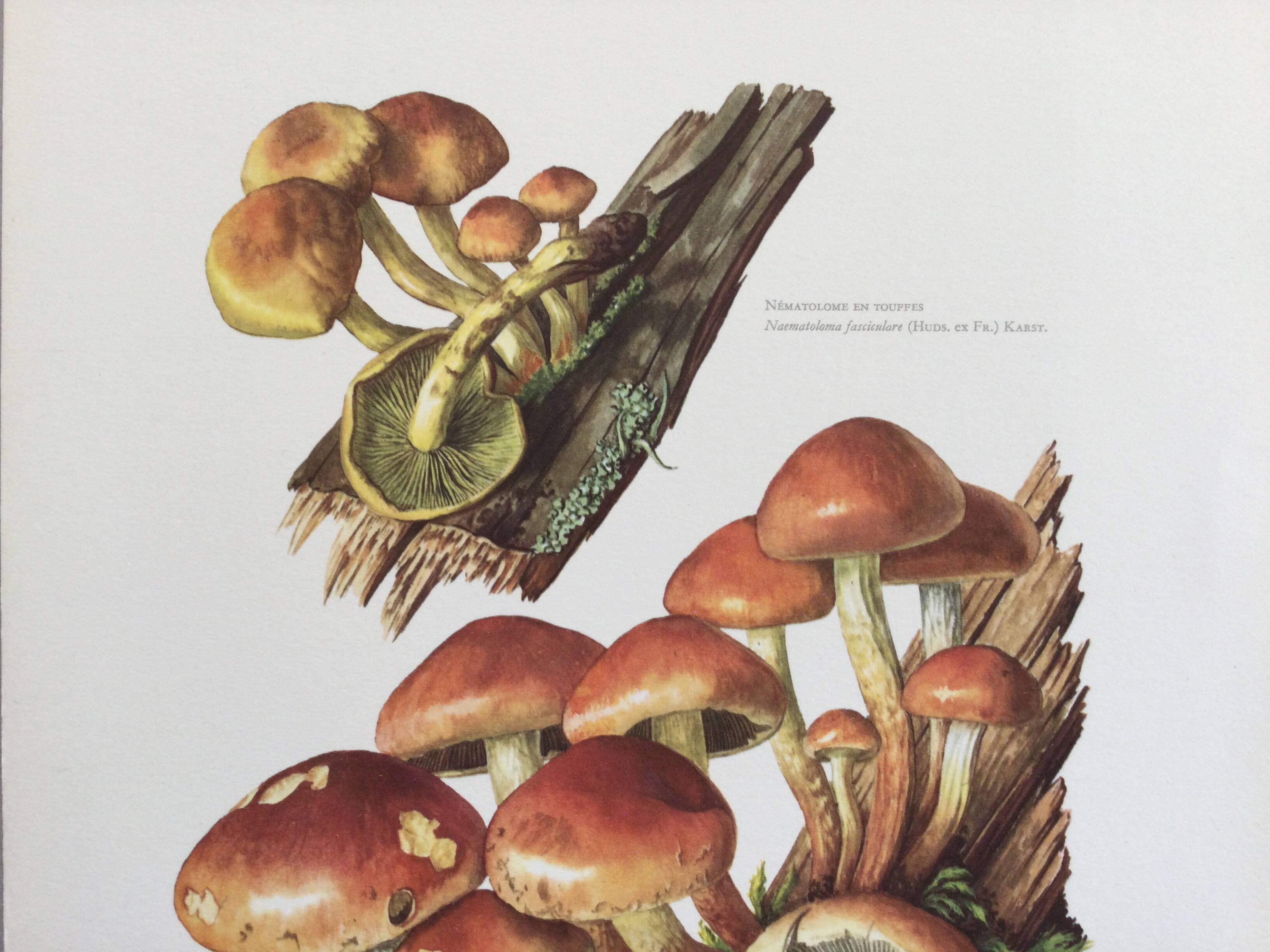 Botanical Illustration Mushrooms Nematoloma Bricket Vintage Print 60s
