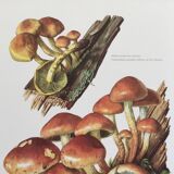 Botanical Illustration Mushrooms Nematoloma Bricket Vintage Print 60s