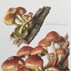 Botanical Illustration Mushrooms Nematoloma Bricket Vintage Print 60s