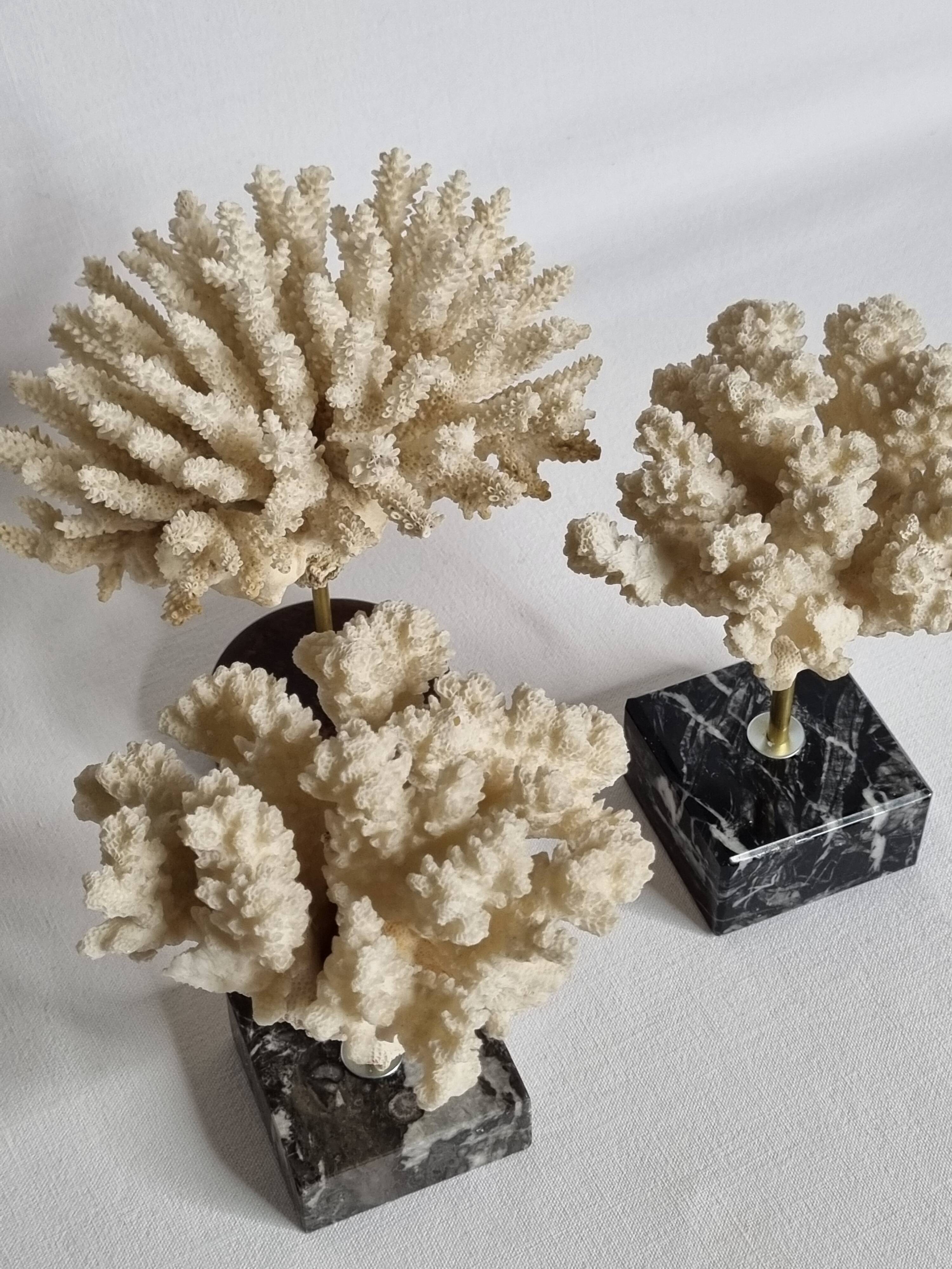 Set of three old white corals on base, 16 cm