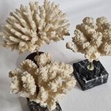 Set of three old white corals on base, 16 cm