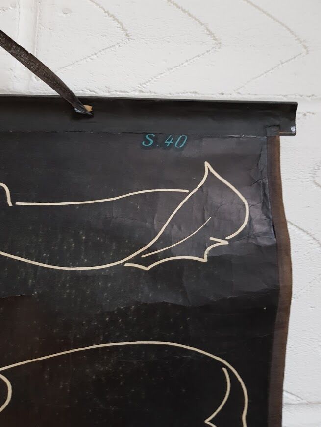 Vintage school poster by Paul Sougy - Le Pin, 1952