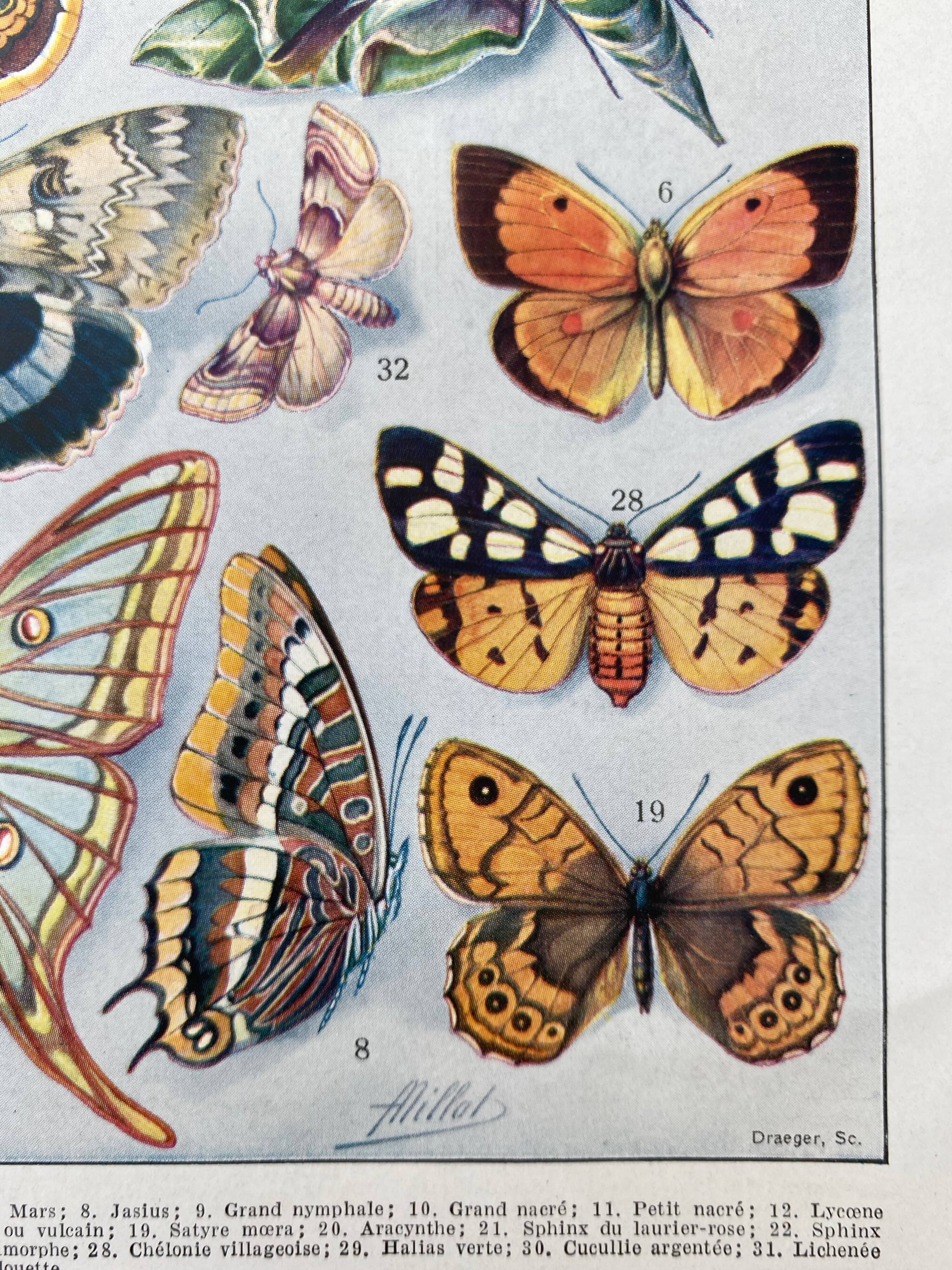 Old illustration Millot "butterflies"