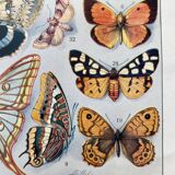 Old illustration Millot "butterflies"