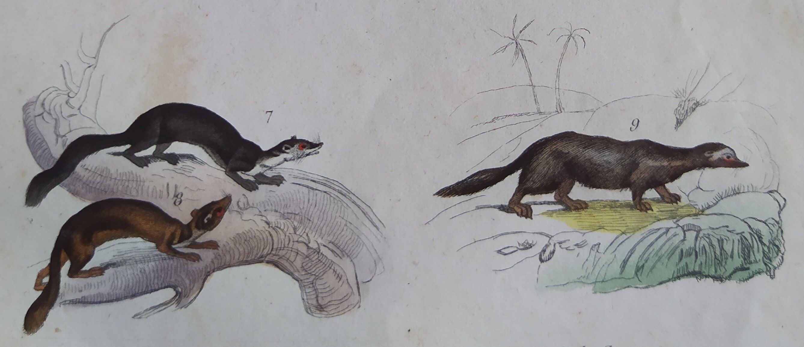 Original zoological plate "common fox & American fox, badger,... - Buffon 1838