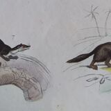 Original zoological plate " common & american fox, badger,... - buffon 1838