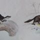 Original zoological plate "common fox & American fox, badger,... - Buffon 1838