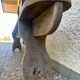 Old oak farmhouse bench measuring 230 cm