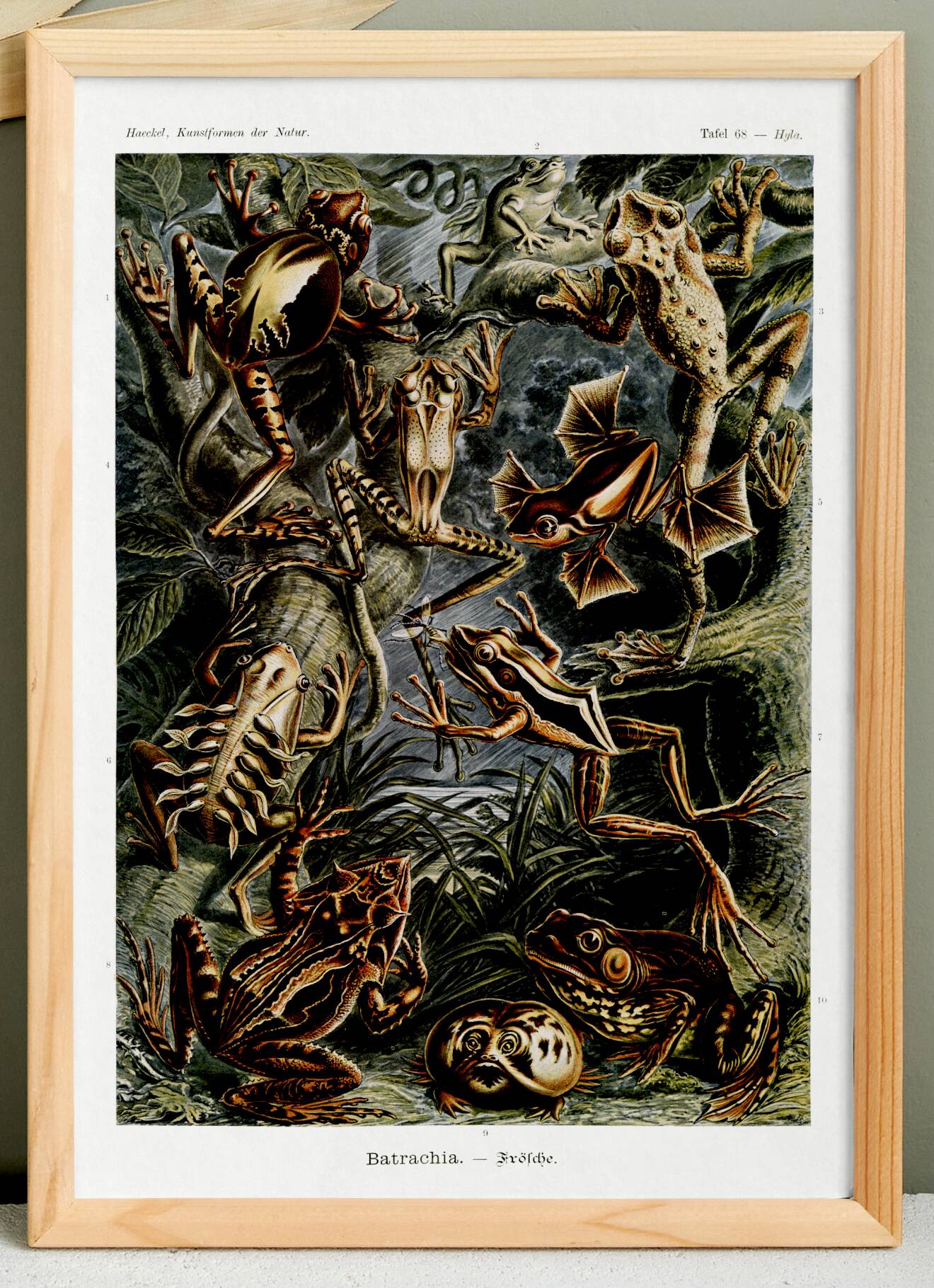 Poster about frogs, based on an old lithograph from 1904.