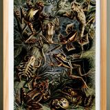 Poster about frogs, based on an old lithograph from 1904.