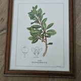 Mate botanical board under wooden frame