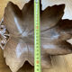 Carved wooden fruit bowl
