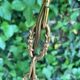 Lustre pampilles D24