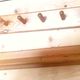 Set of 1 coat hook and 1 wall shelf in Pine from the 1970s.