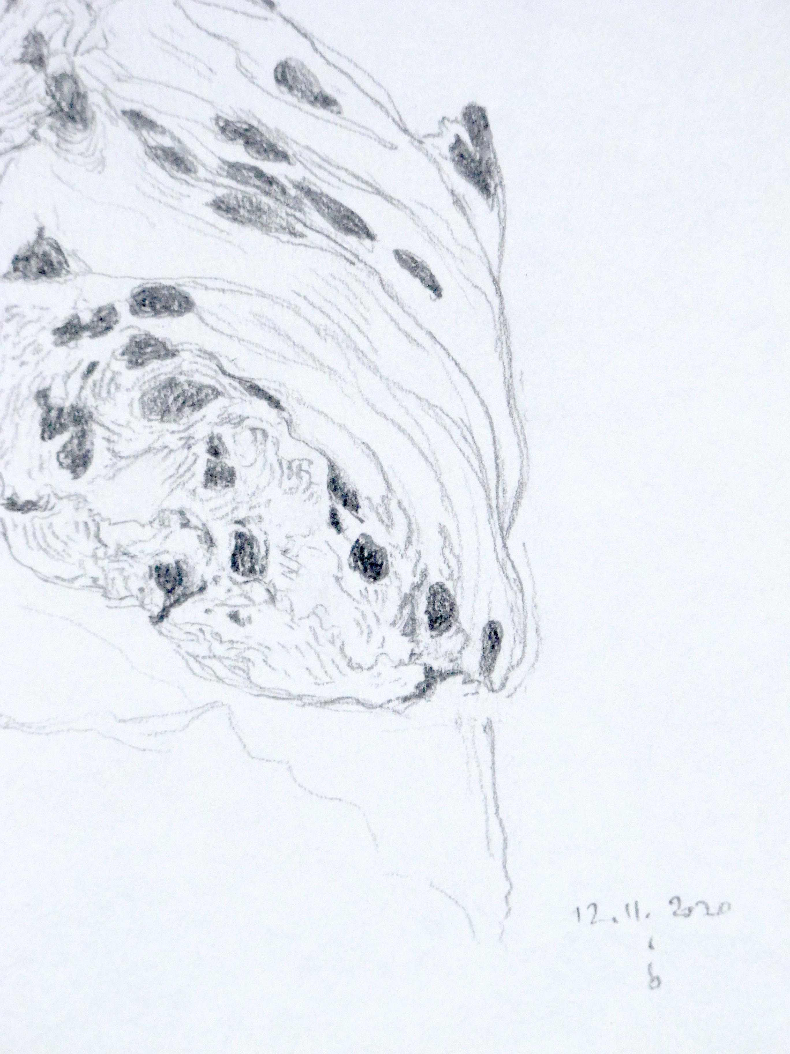 Viennese, original drawing