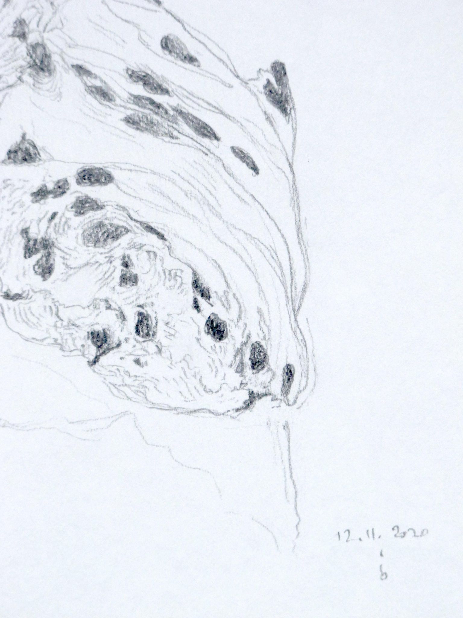 Viennoise, dessin original