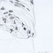 Viennoise, dessin original