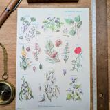 Printed in 1967, calming plants.