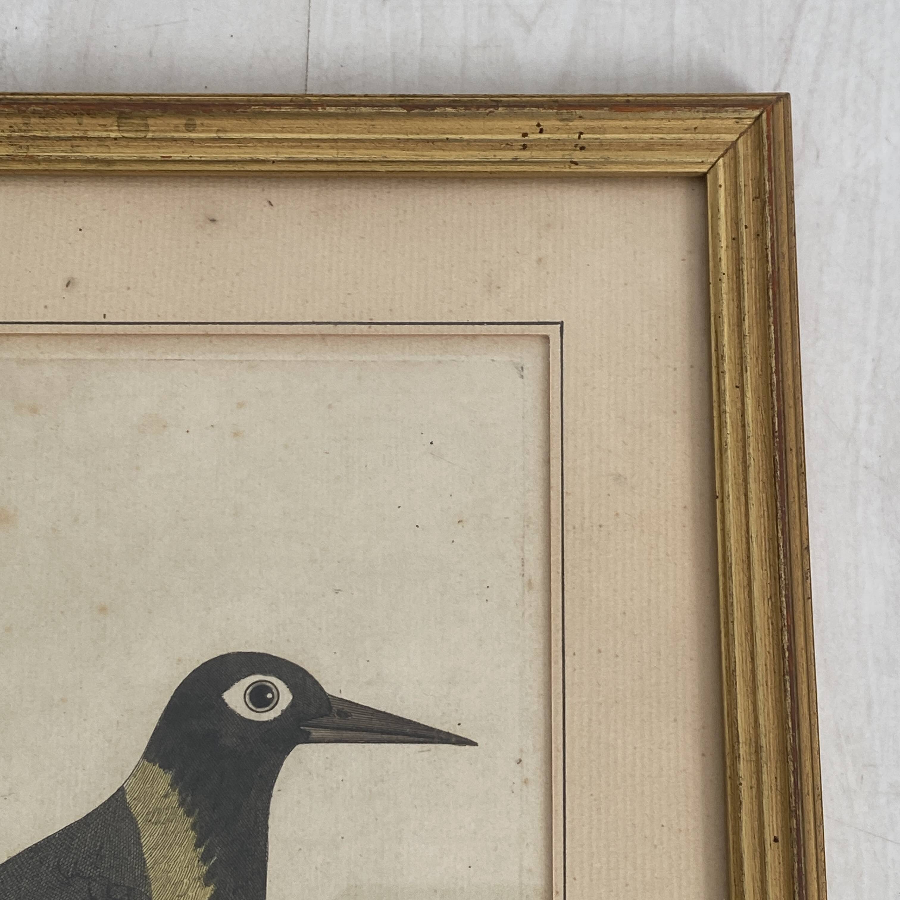 Coloured engraving "The Banana Bird from Jamaica"