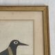 Coloured engraving "The Banana Bird from Jamaica"