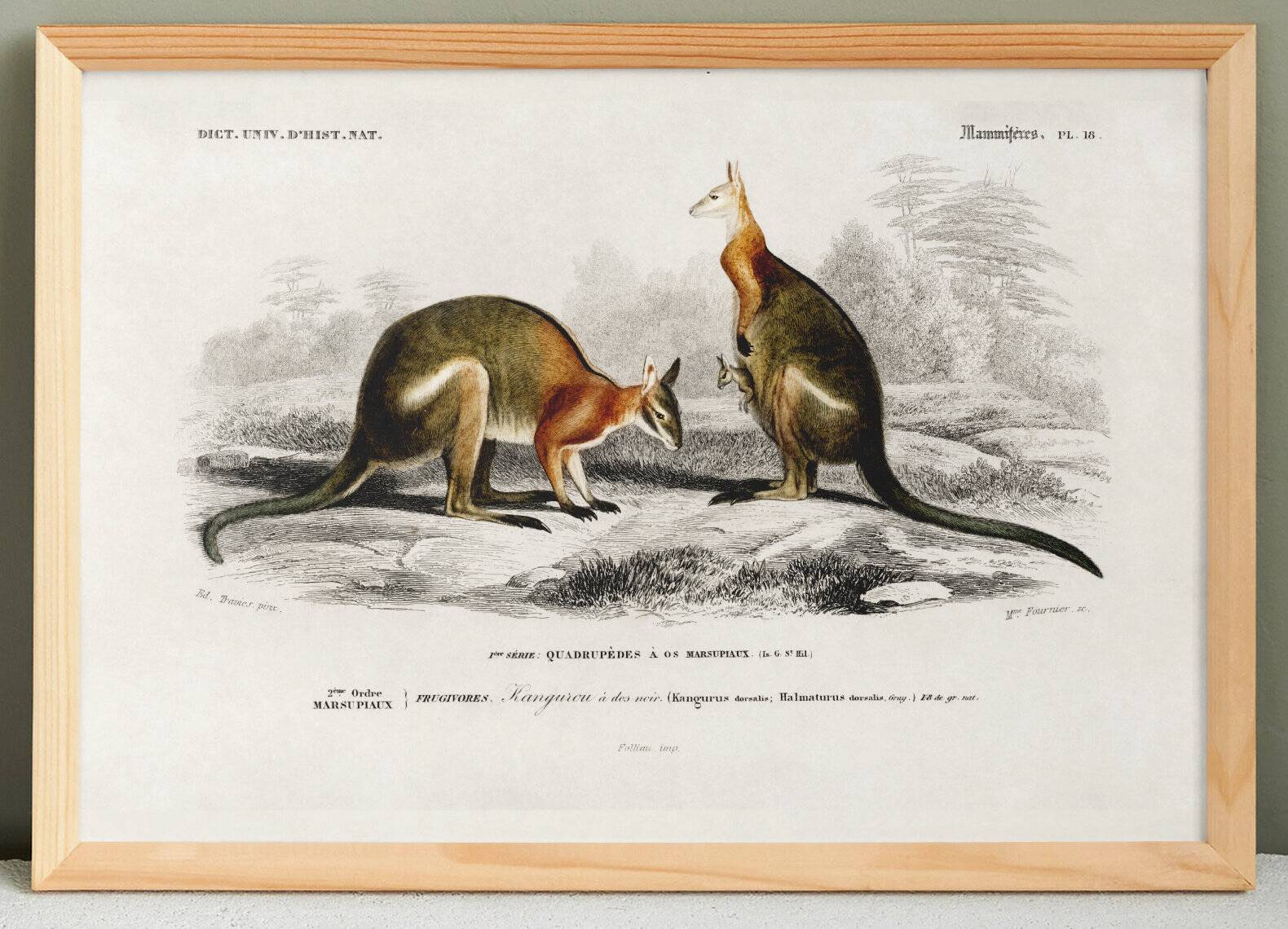Poster about the kangaroo, based on an old engraving from 1849.
