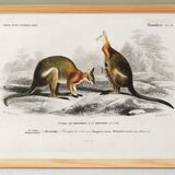 Poster about the kangaroo, based on an old engraving from 1849.