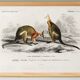 Poster about the kangaroo, based on an old engraving from 1849.