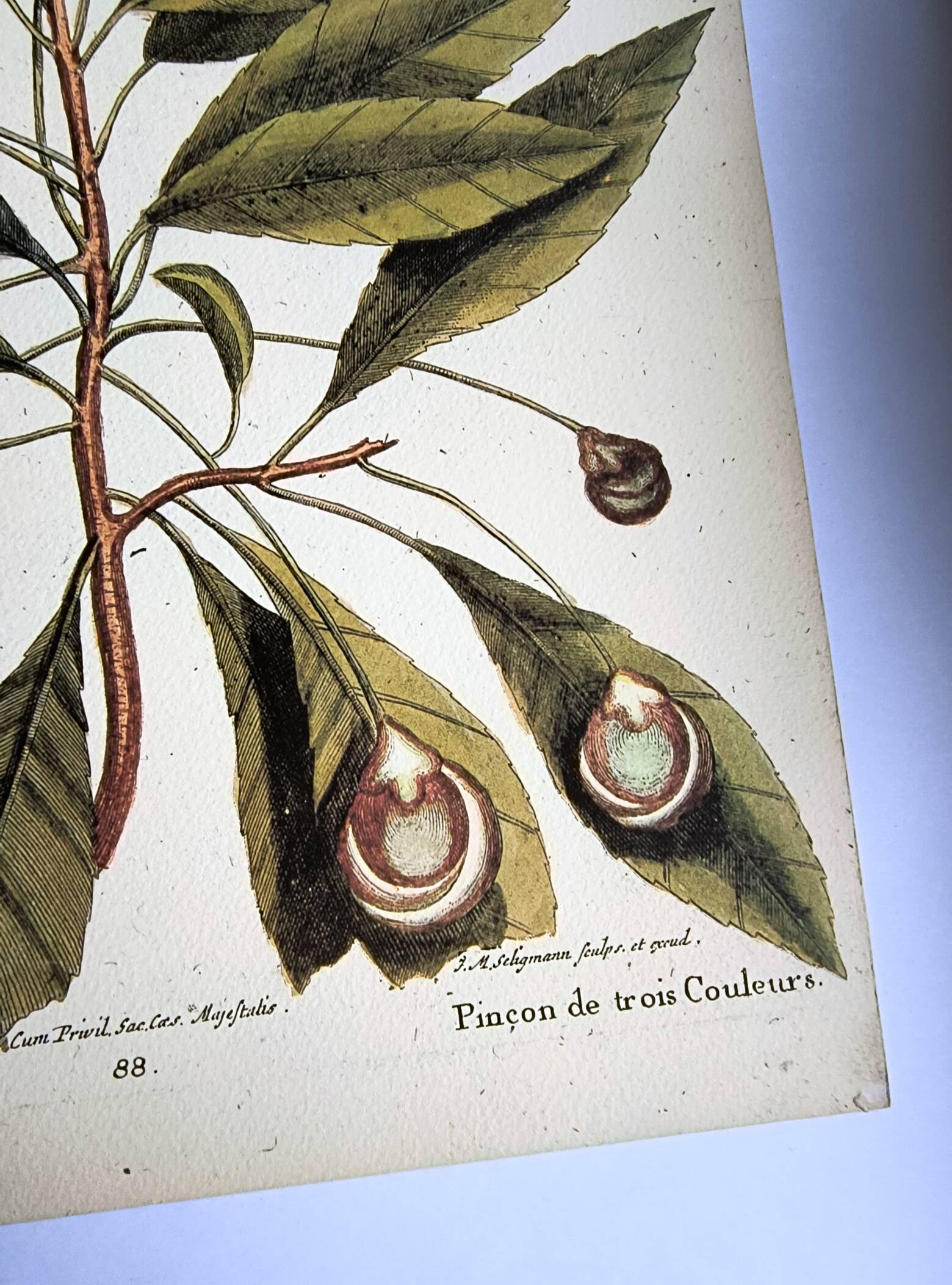 Antique bird engraving - Pincon 3 Colors - Zoological plate by Seligmann