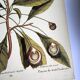 Antique bird engraving - Pincon 3 Colors - Zoological plate by Seligmann