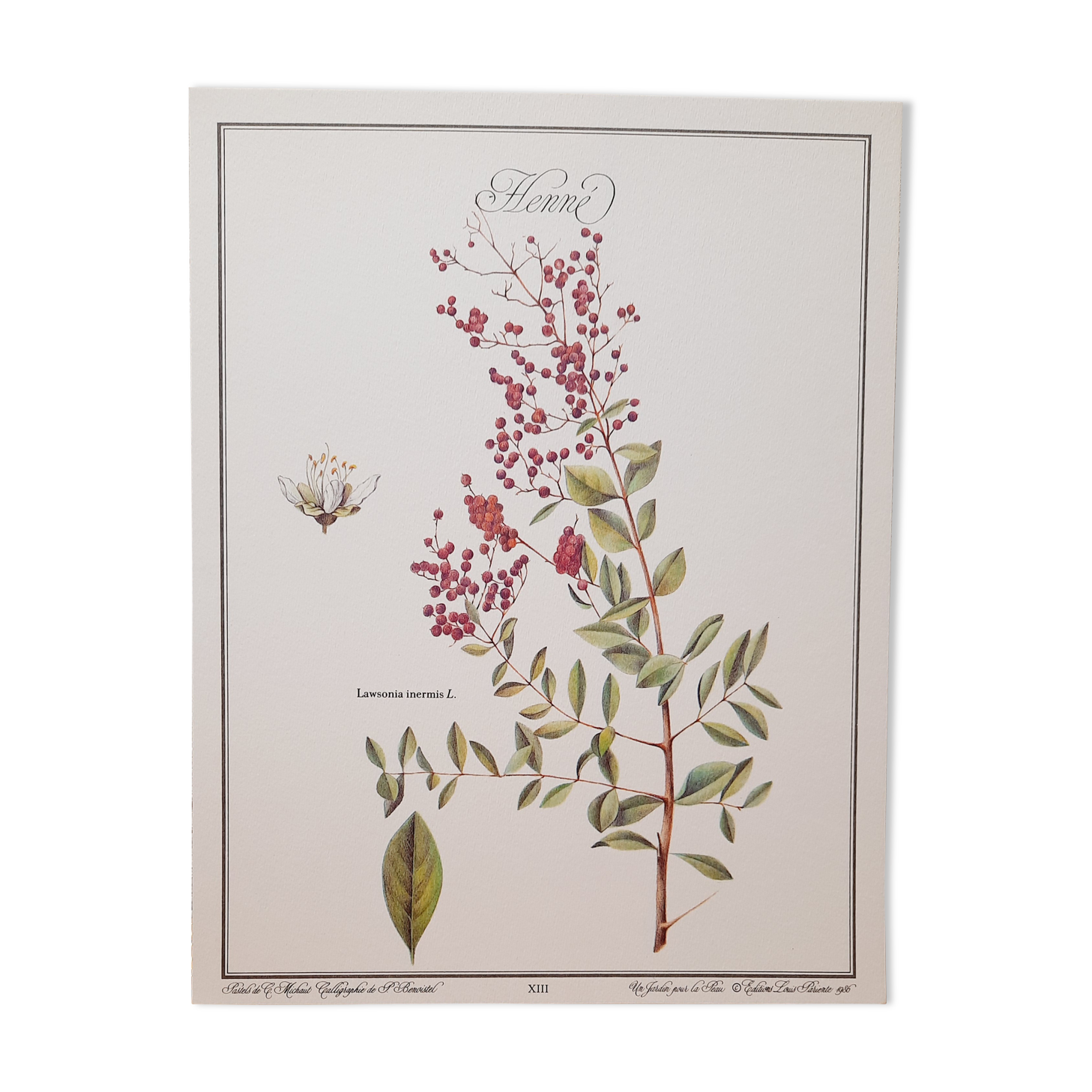 Botanical board Henna