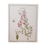 Botanical board Henna