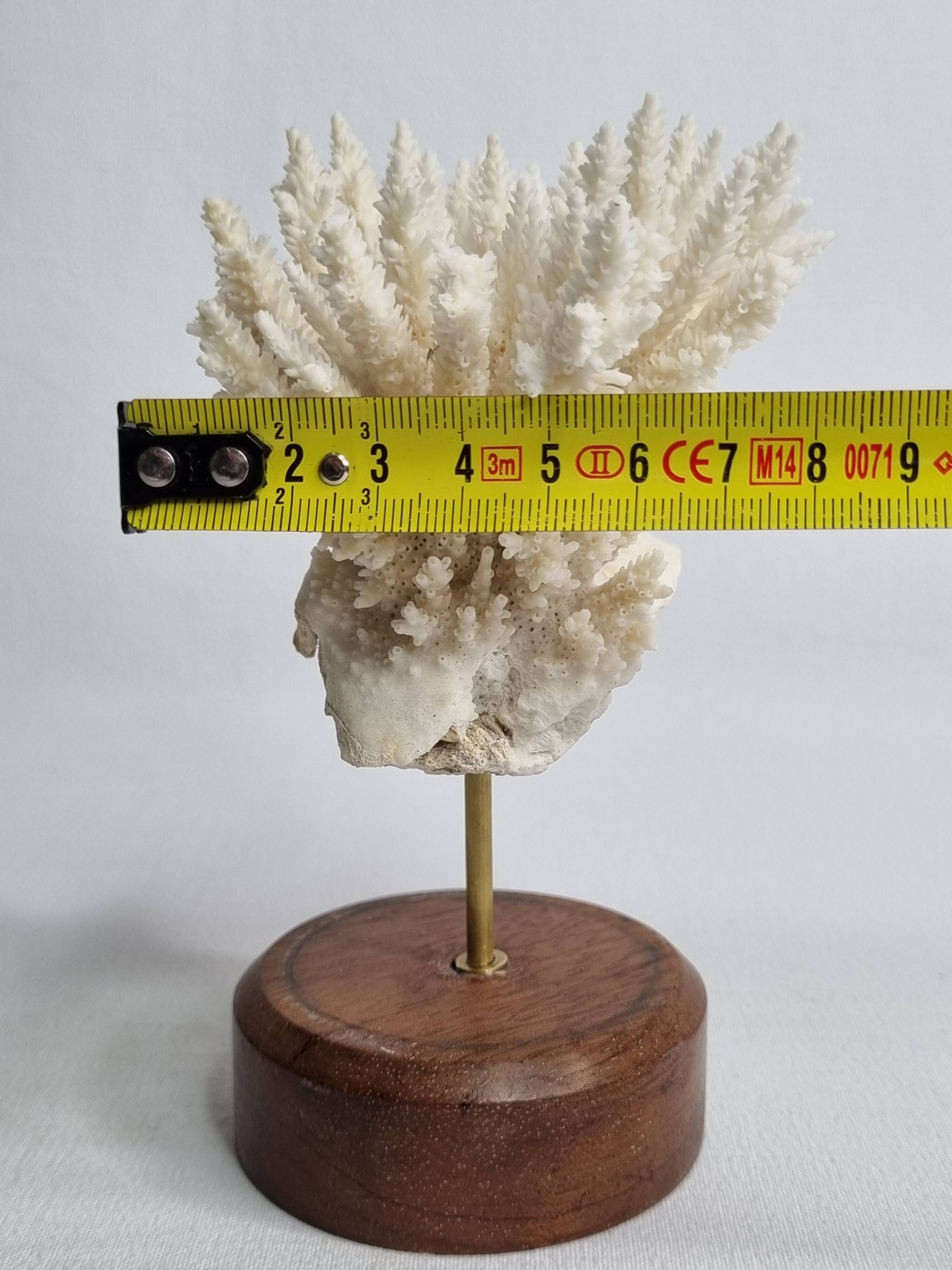 Antique white coral mounted on a wooden base, 15 cm