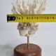 Antique white coral mounted on a wooden base, 15 cm