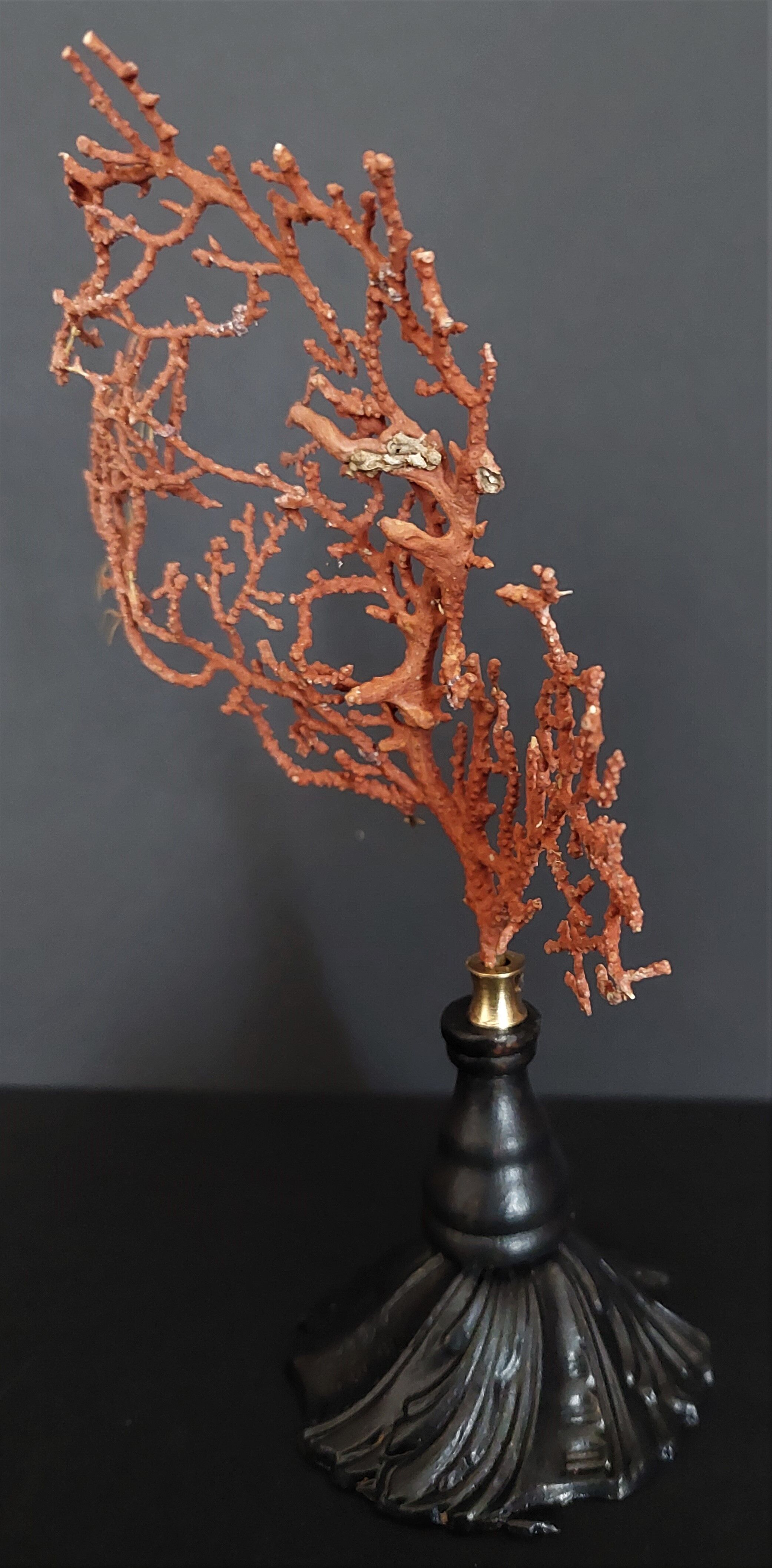 Cabinet of Curiosities red gorgon paramuricea clavata on base