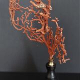 Cabinet of Curiosities red gorgon paramuricea clavata on base