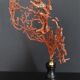 Cabinet of Curiosities red gorgon paramuricea clavata on base