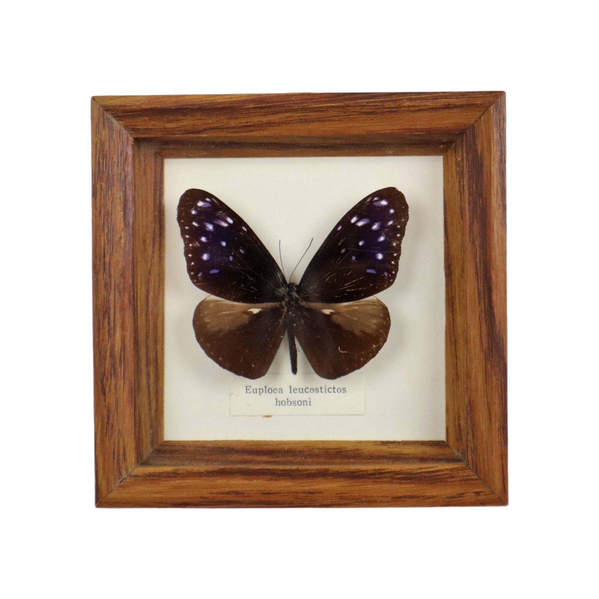 Framed Tropical Butterfly Gold Frame Asia Taxidermy 15cm