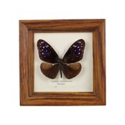 Framed Tropical Butterfly Gold Frame Asia Taxidermy 15cm