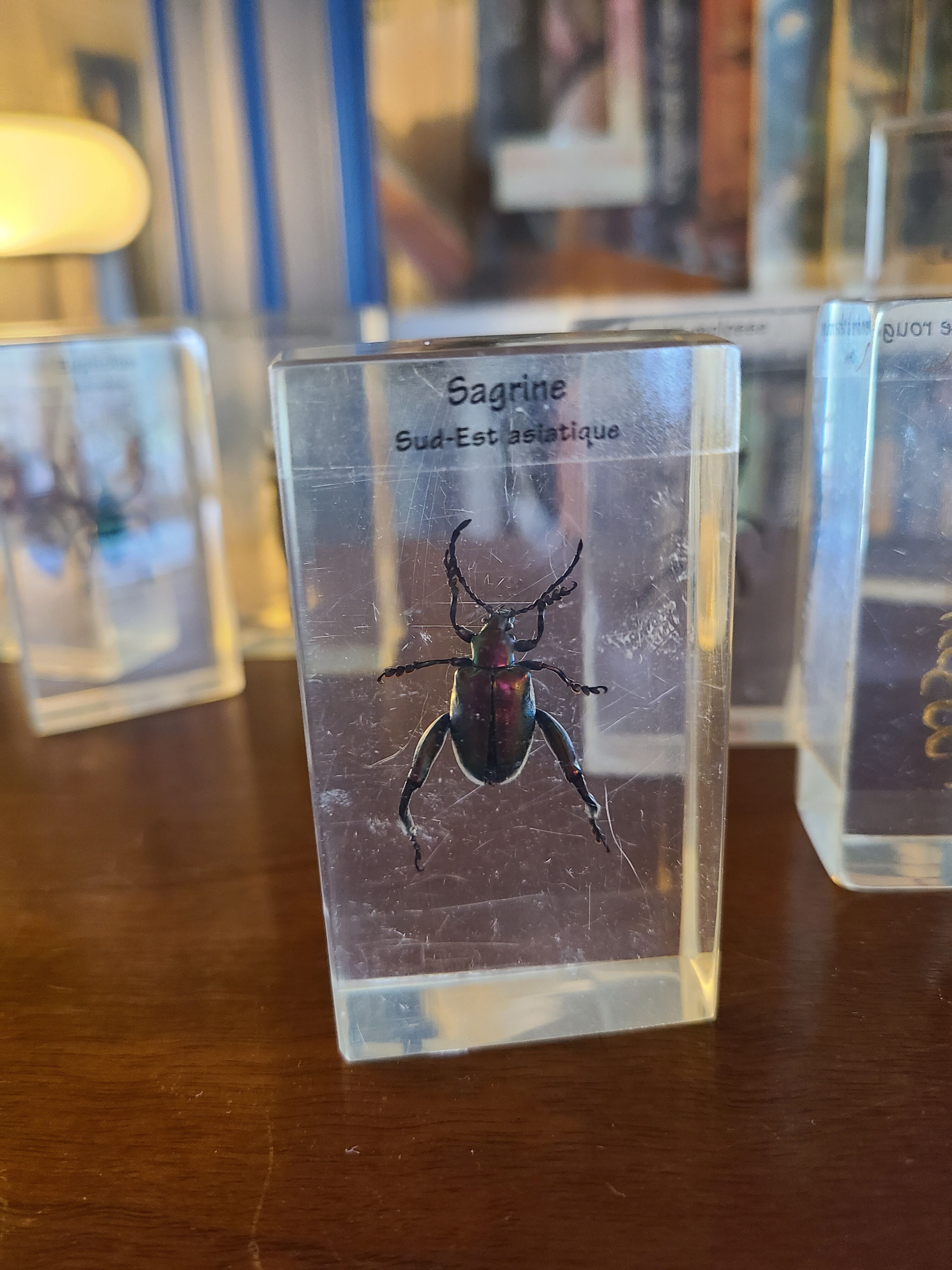 Insects under vintage resin