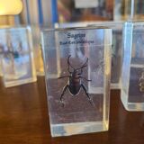 Insects under vintage resin