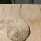 Natural white coral from the 1970s